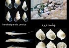 گنجینه پنهان خوزستان؛ چشمه تووه در میان مهم‌ترین زیستگاه‌های زیرزمینی جهان