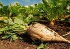 آغاز کشت چغندرقند در بیش از ۵ هزار هکتار از اراضی کشاورزی دزفول