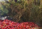 پیش‌بینی برداشت و صادرات بیش از ۱۳ هزار تن انار از باغ ملک
