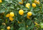 ‌برداشت لیموشیرین از ۱۰۰۰ هکتار باغ در میناب آغاز شد