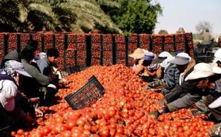 بیمه گندم و گوجه‌فرنگی خارج از فصل بوشهر تقویت می‌شود