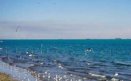 باد و گردوخاک در راه بوشهر؛ خلیج فارس مواج می‌شود