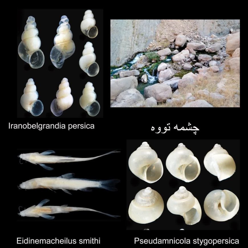 گنجینه پنهان خوزستان؛ چشمه تووه در میان مهم‌ترین زیستگاه‌های زیرزمینی جهان