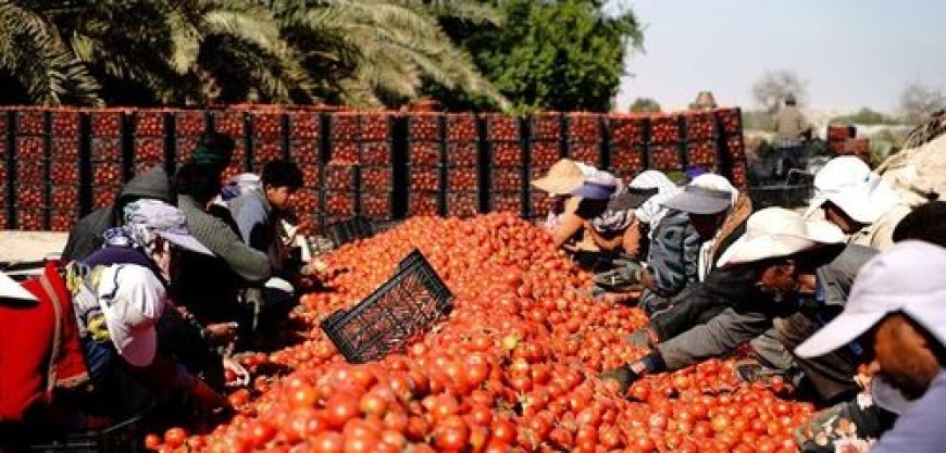 بیمه گندم و گوجه‌فرنگی خارج از فصل بوشهر تقویت می‌شود