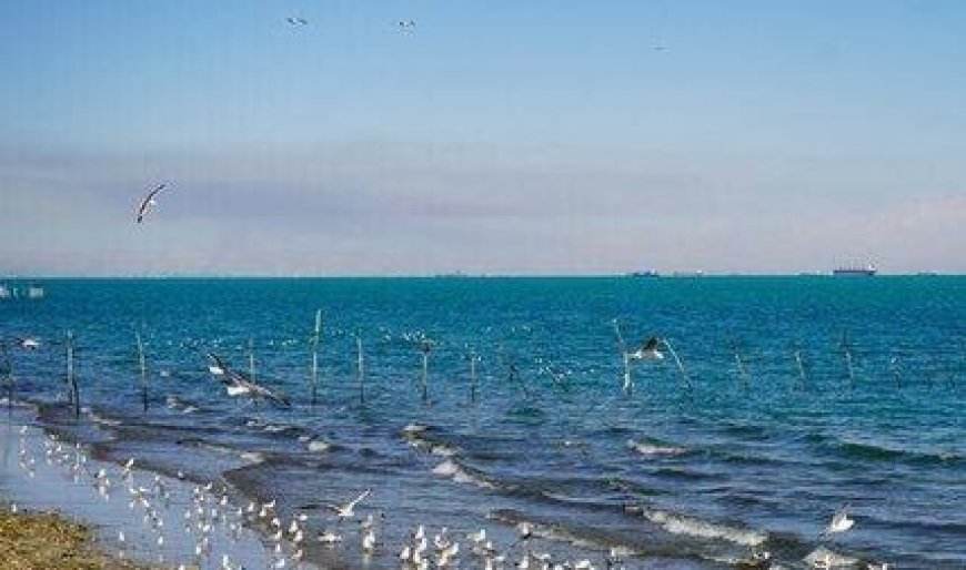 باد و گردوخاک در راه بوشهر؛ خلیج فارس مواج می‌شود