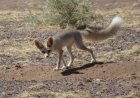 حمله روباه به سه نفر از اهالی روستای دهنوباقر دزفول