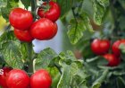 ویروس چروکیدگی قهوه‌ای، گوجه‌فرنگی بوشهر را تهدید می‌کند