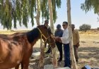 هویت‌گذاری اسب‌ها در هشت شهرستان فارس اجرا شد