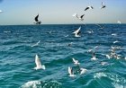 احتمال ناپایداری‌های جوی تا پایان هفته در بوشهر