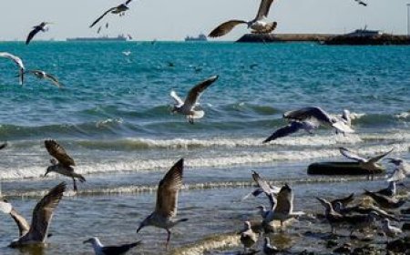 تداوم مواج بودن سواحل استان بوشهر تا چهارشنبه؛ دمای هوا افزایش می‌یابد