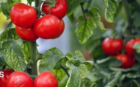 ویروس چروکیدگی قهوه‌ای، گوجه‌فرنگی بوشهر را تهدید می‌کند