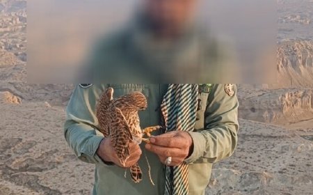 تخریب ۲۰ کوخه شکار و کشف ۵۴ پرنده وحشی در هرمزگان