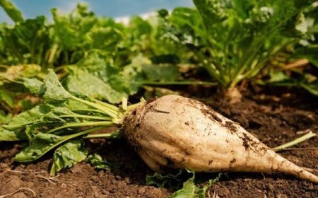 هدف‌گذاری کشت ۶۵ هزار هکتار چغندرقند پاییزه در خوزستان