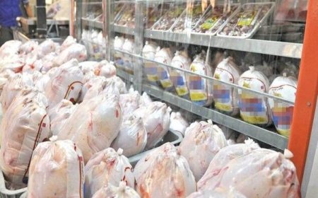 چرایی افزایش قیمت مرغ در فارس؛ توقف صادرات برای تنظیم بازار