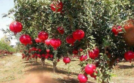 پیش‌بینی برداشت بیش از ۱۸ هزار تن انار در مرودشت