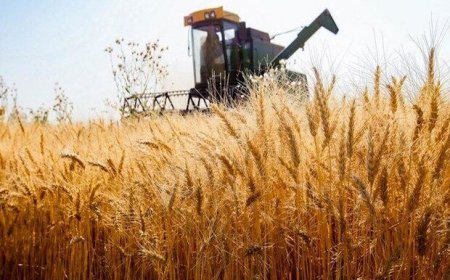 ۵ جواز تأسیس صنایع تبدیلی در خوزستان صادر شد