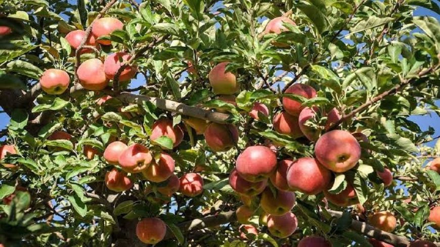 سیب روی دست باغداران کهگیلویه و بویراحمد؛ تولید ۱۳۰ هزار تن، خرید فقط ۱۰ هزار تن