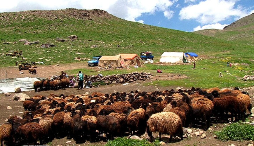 عشایر کهگیلویه و بویراحمد ۶۰ درصد گوشت استان را تولید می‌کنند