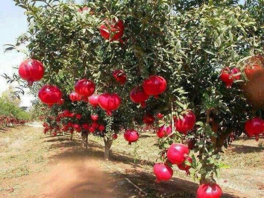 پیش‌بینی برداشت بیش از ۱۸ هزار تن انار در مرودشت