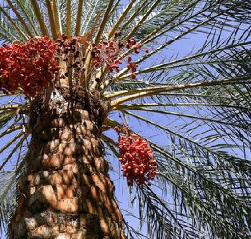 آغاز برداشت ۳۸ هزار تن خرمای «پیارم» در هرمزگان