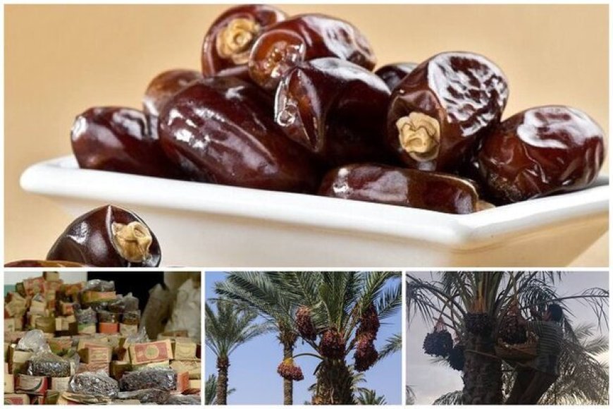 خرمای ارم در مسیر جهانی‌شدن؛لزوم عبور از خام‌فروشی و رونق صنایع تبدیلی